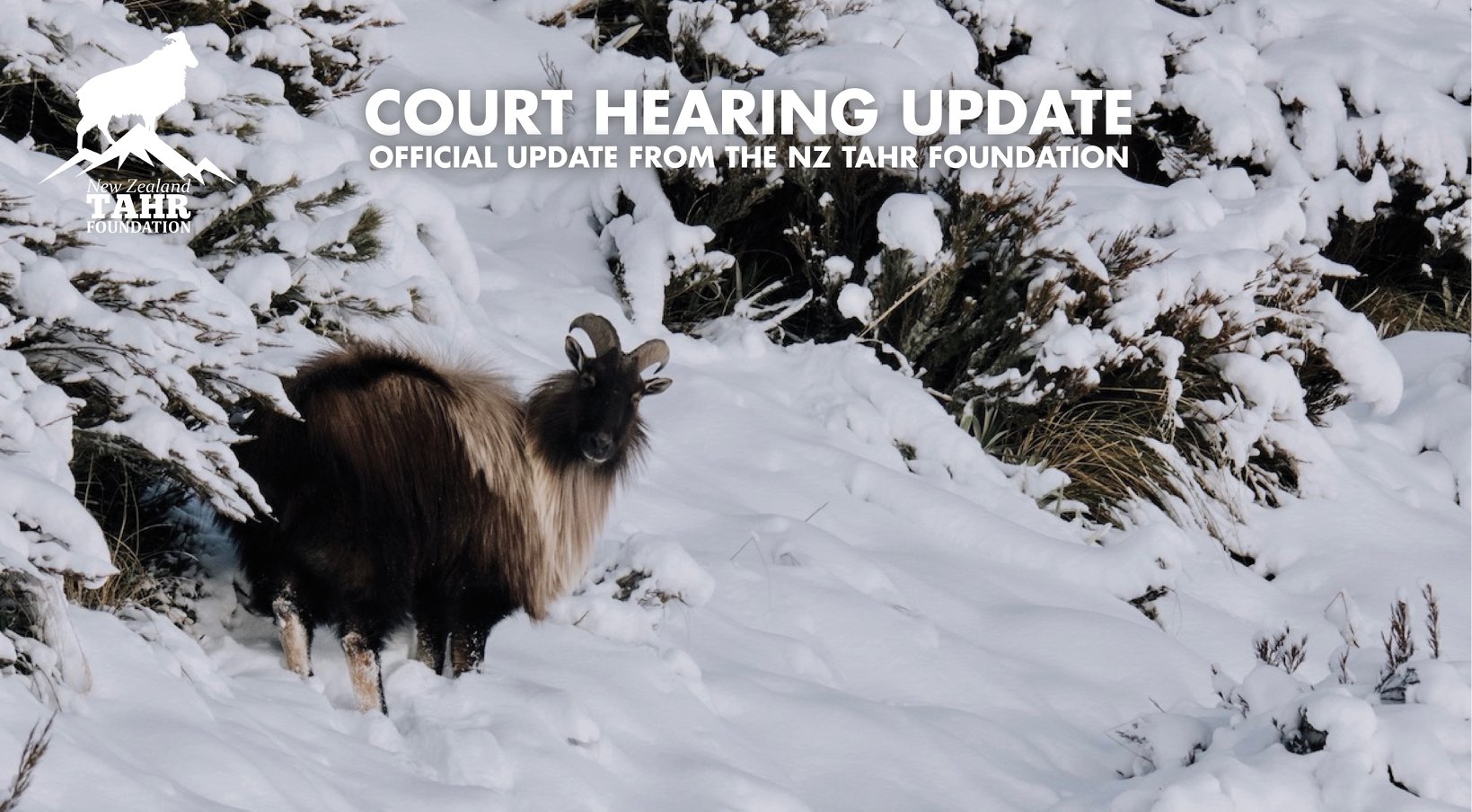 Court Hearing Update